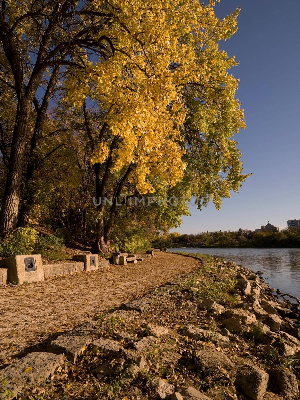 Autumn tree along waterfront, Red River, Winnipeg, Manitoba, Canada