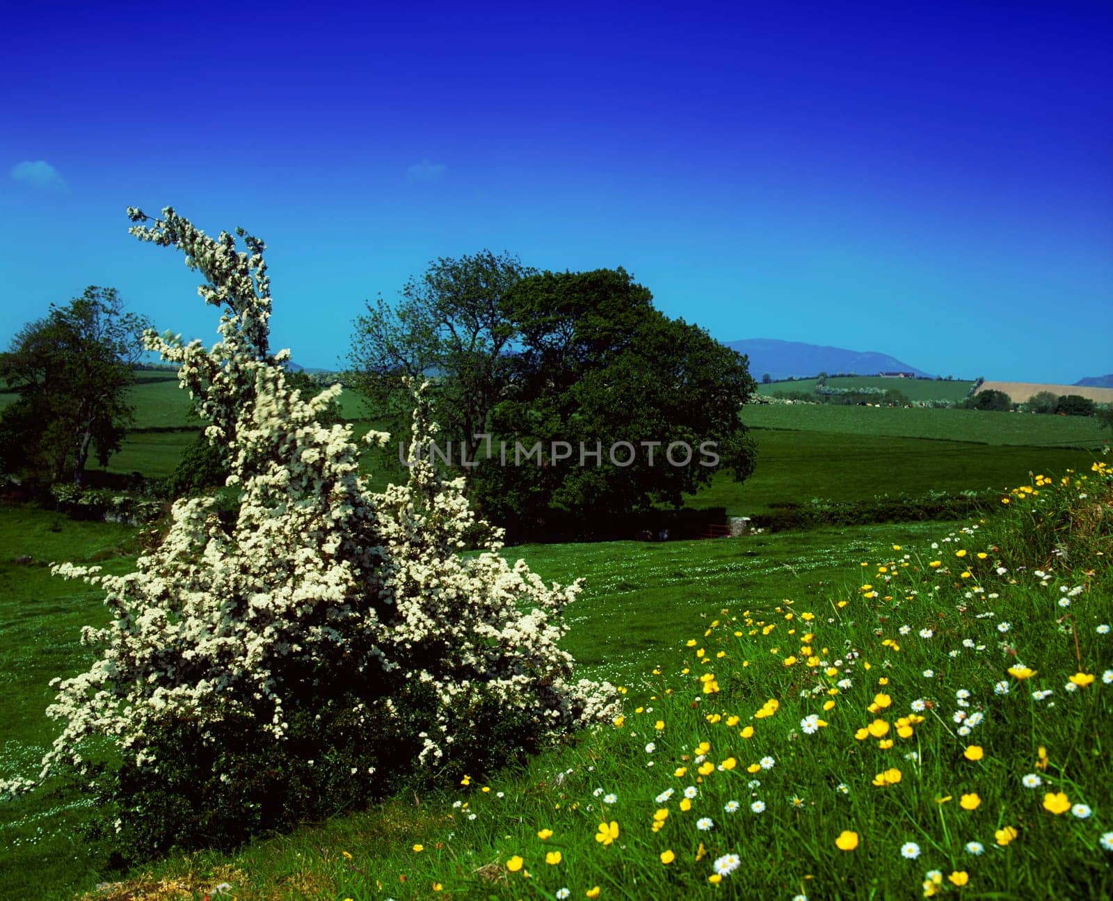 Hawthorn blossom and wildflowers, Co Louth, Ireland