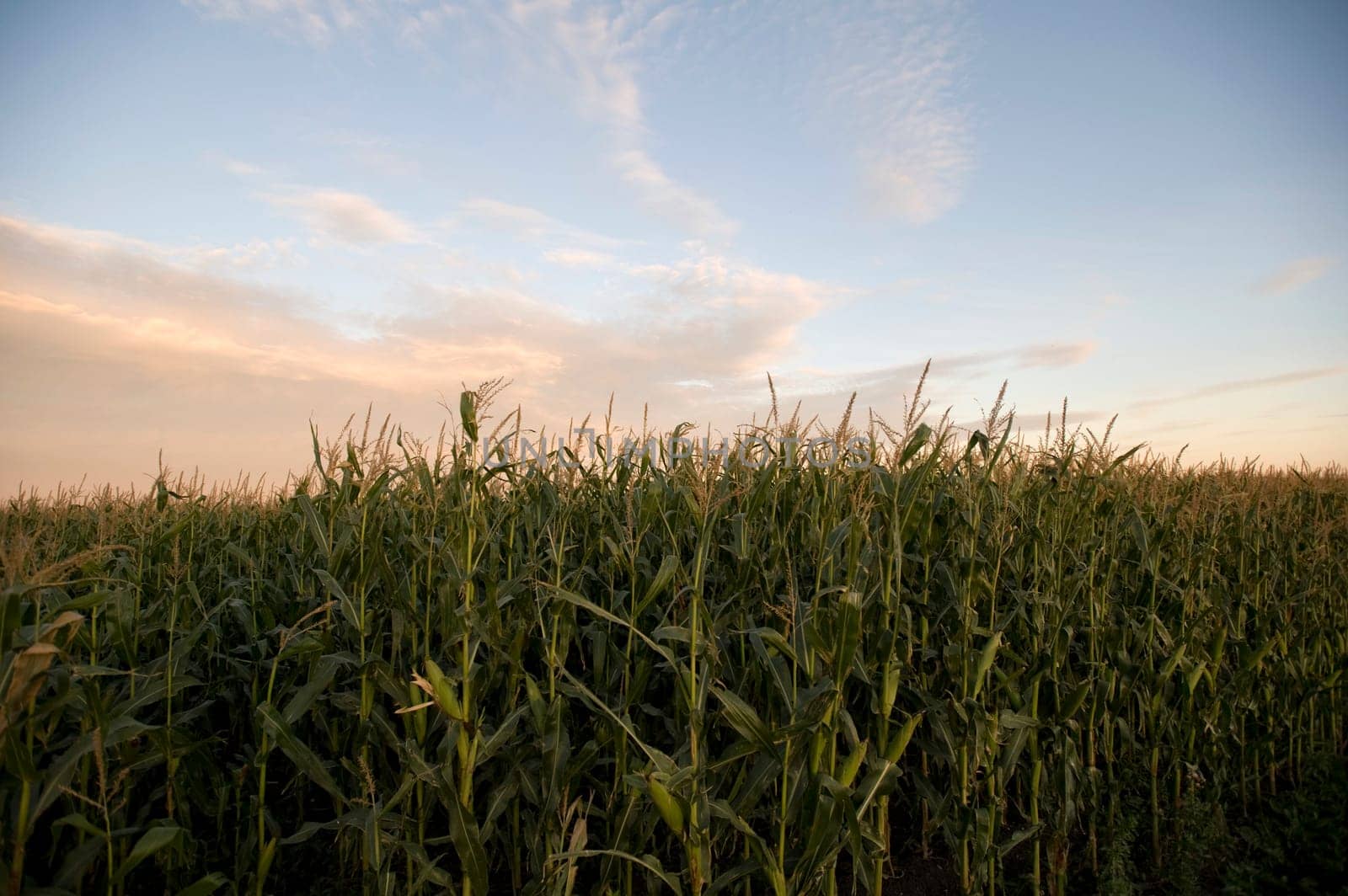 Cornfield, Manitoba, Canada