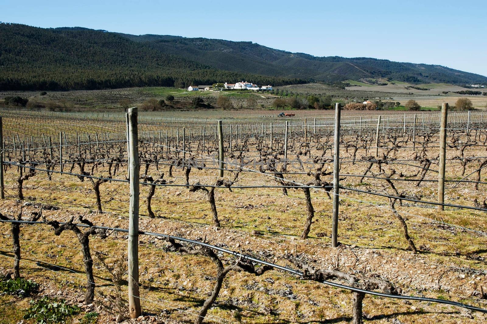 Vineyards in winter