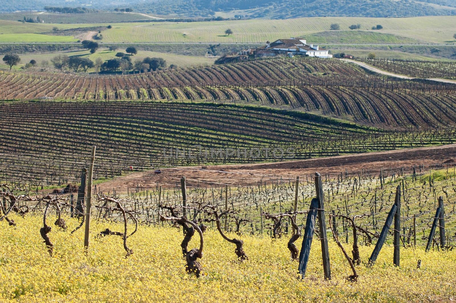 Vineyards in winter