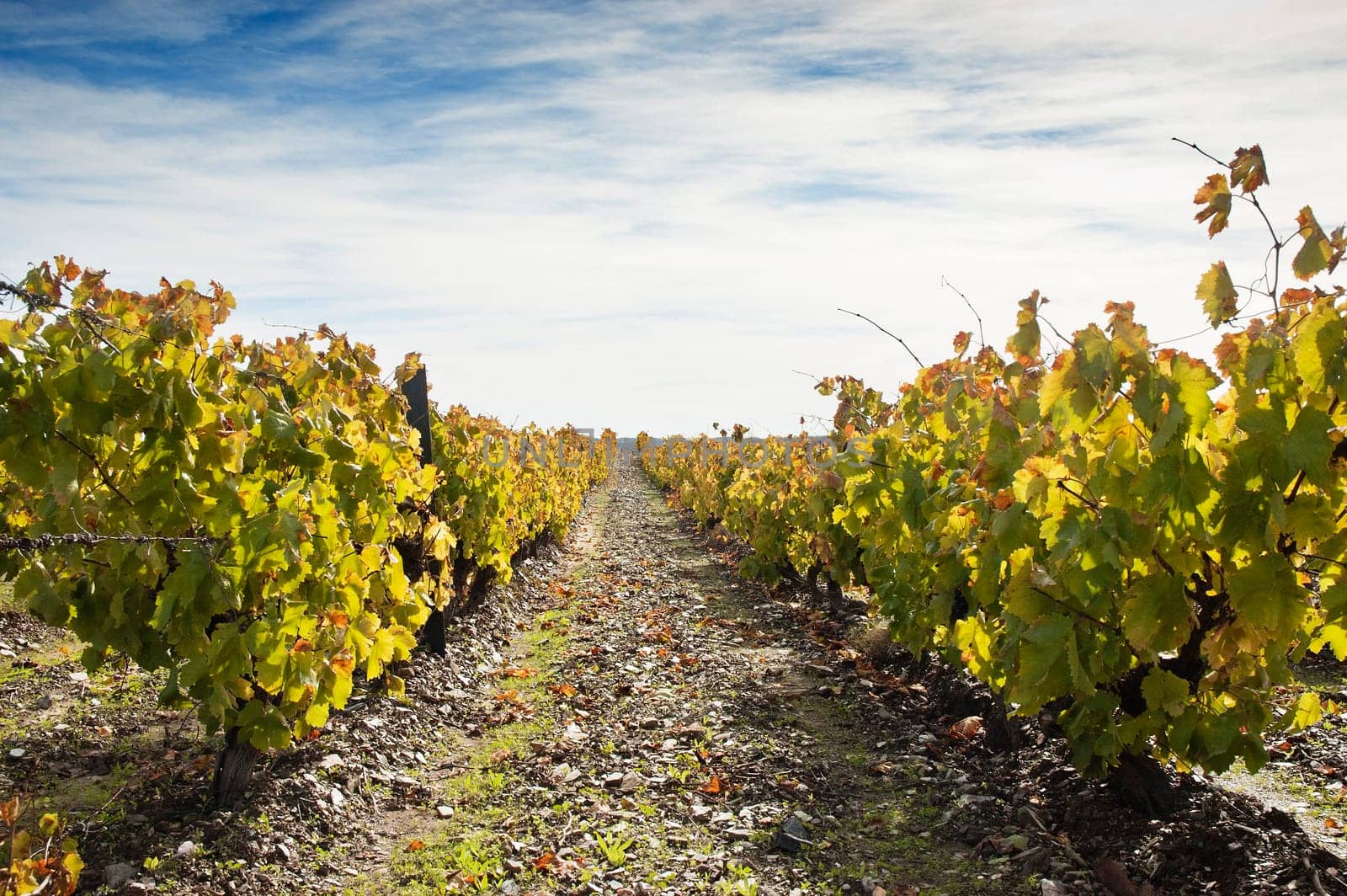 Vineyards in the fall