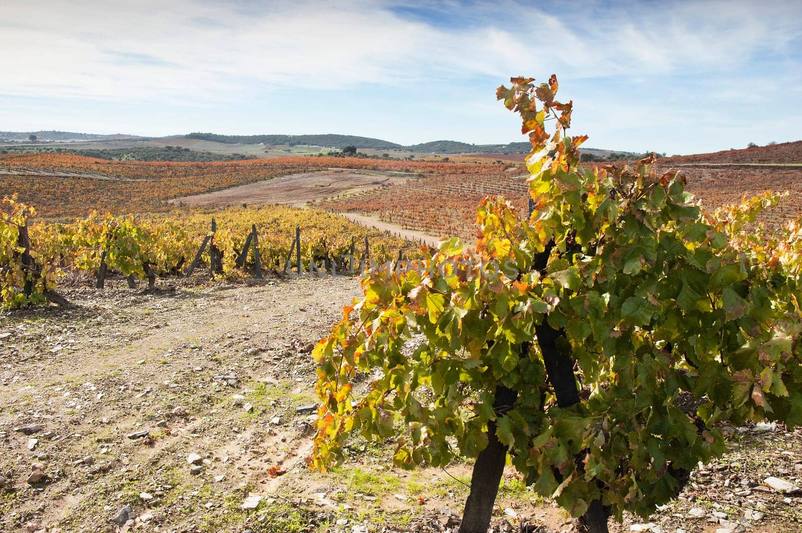 Vineyards in the fall