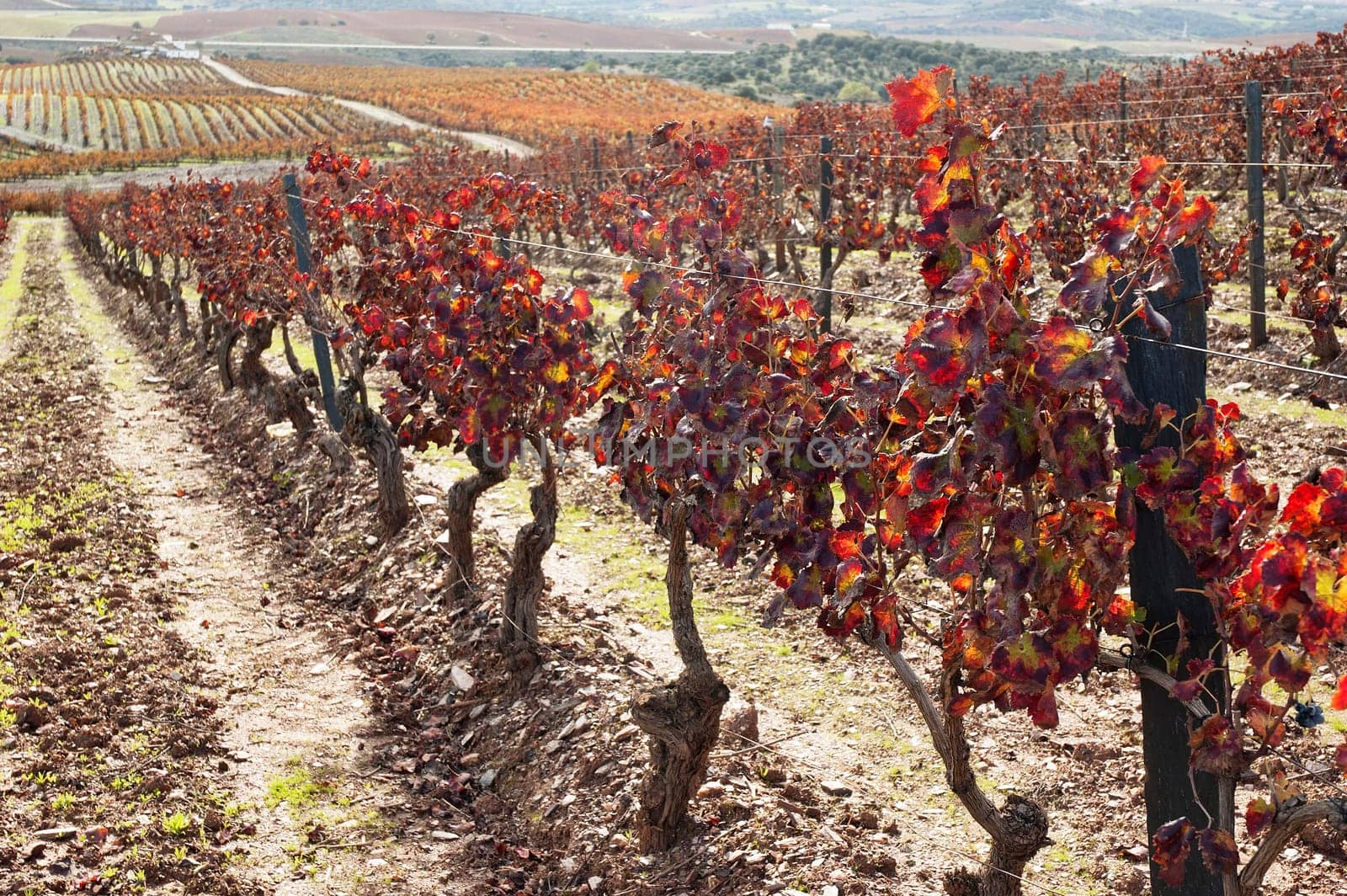 Vineyards in the fall