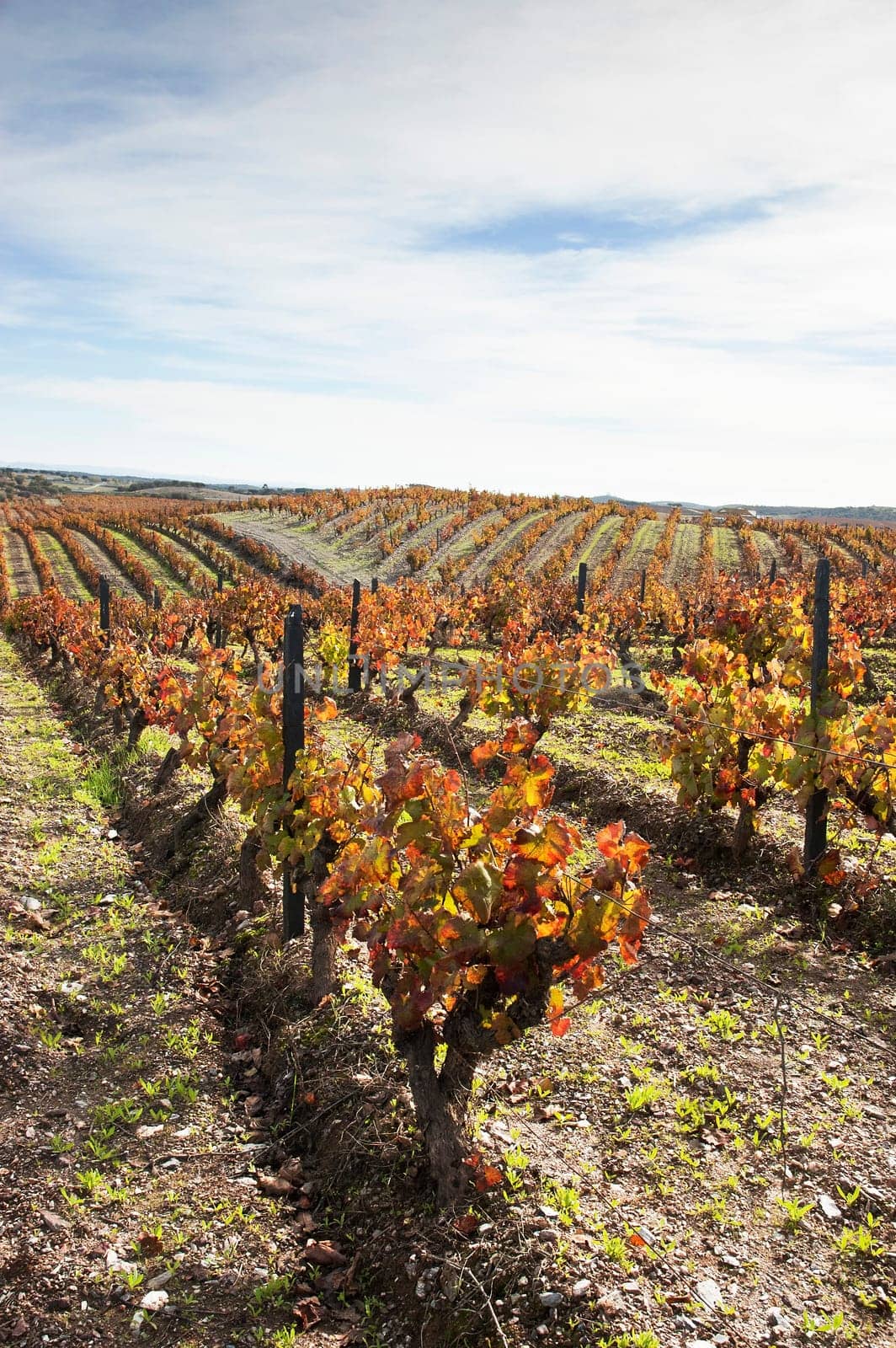 Vineyards in the fall
