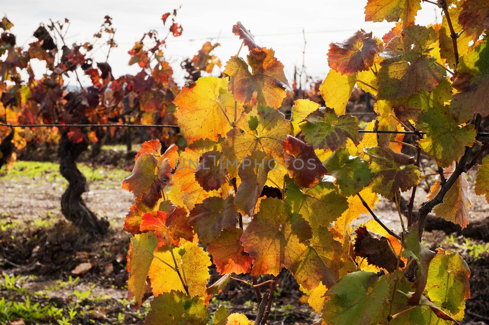 Vineyards in the fall