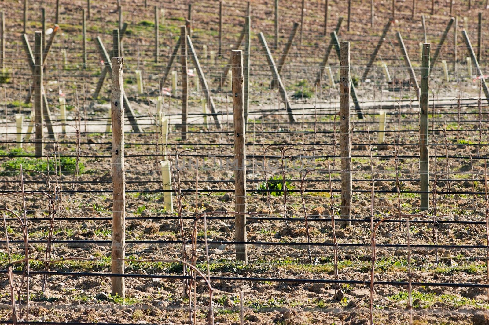 New vineyard