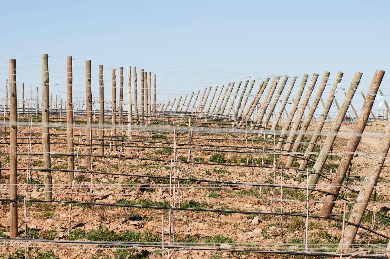 New vineyard