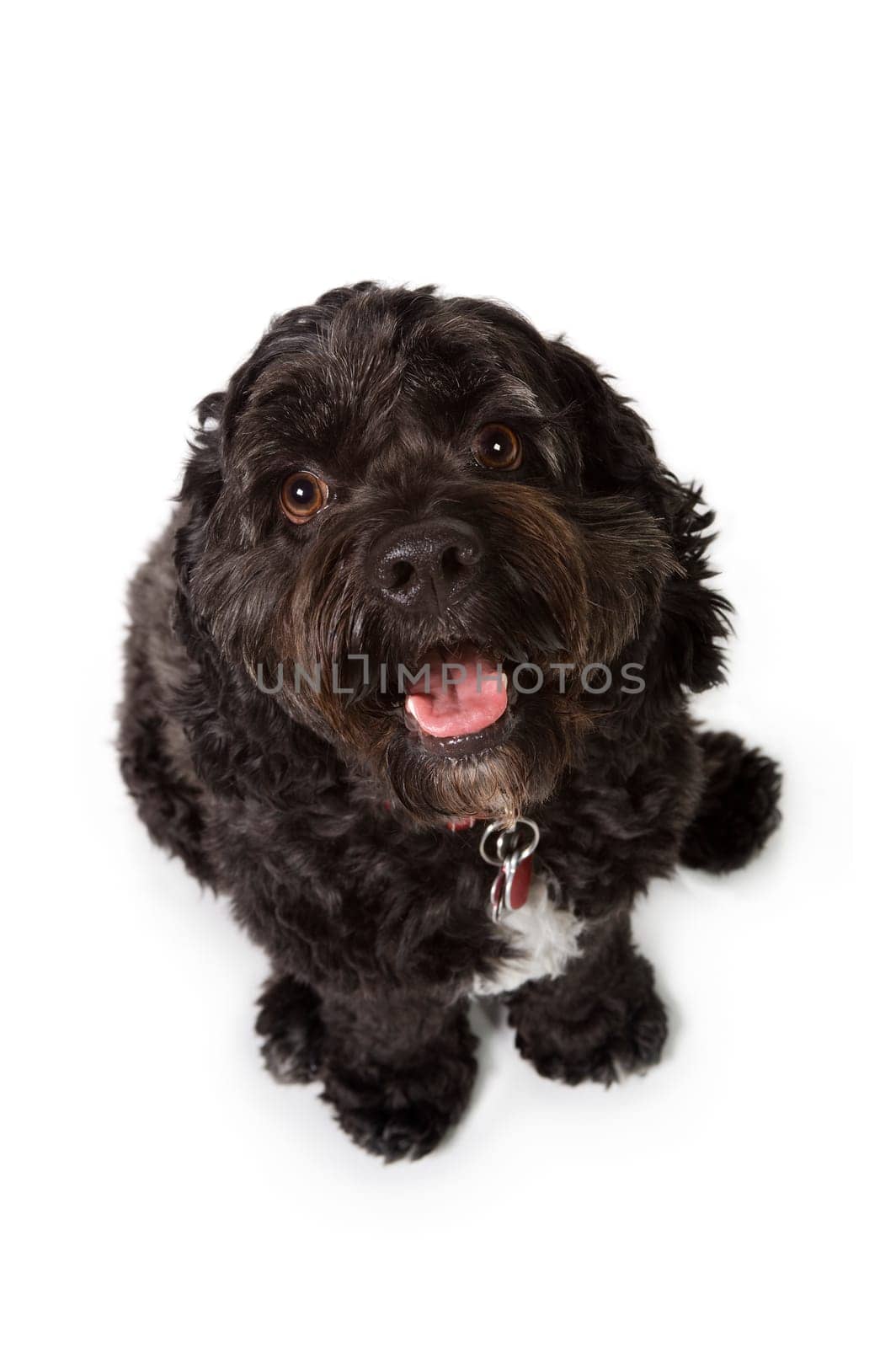 Bichon-Cocker Spaniel dog
