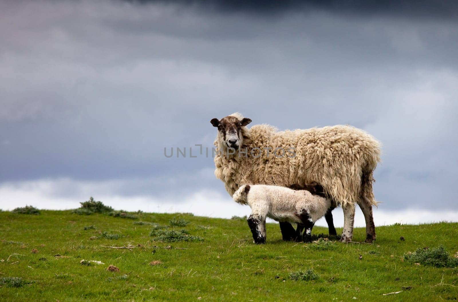 Sheep  Northumberland, England