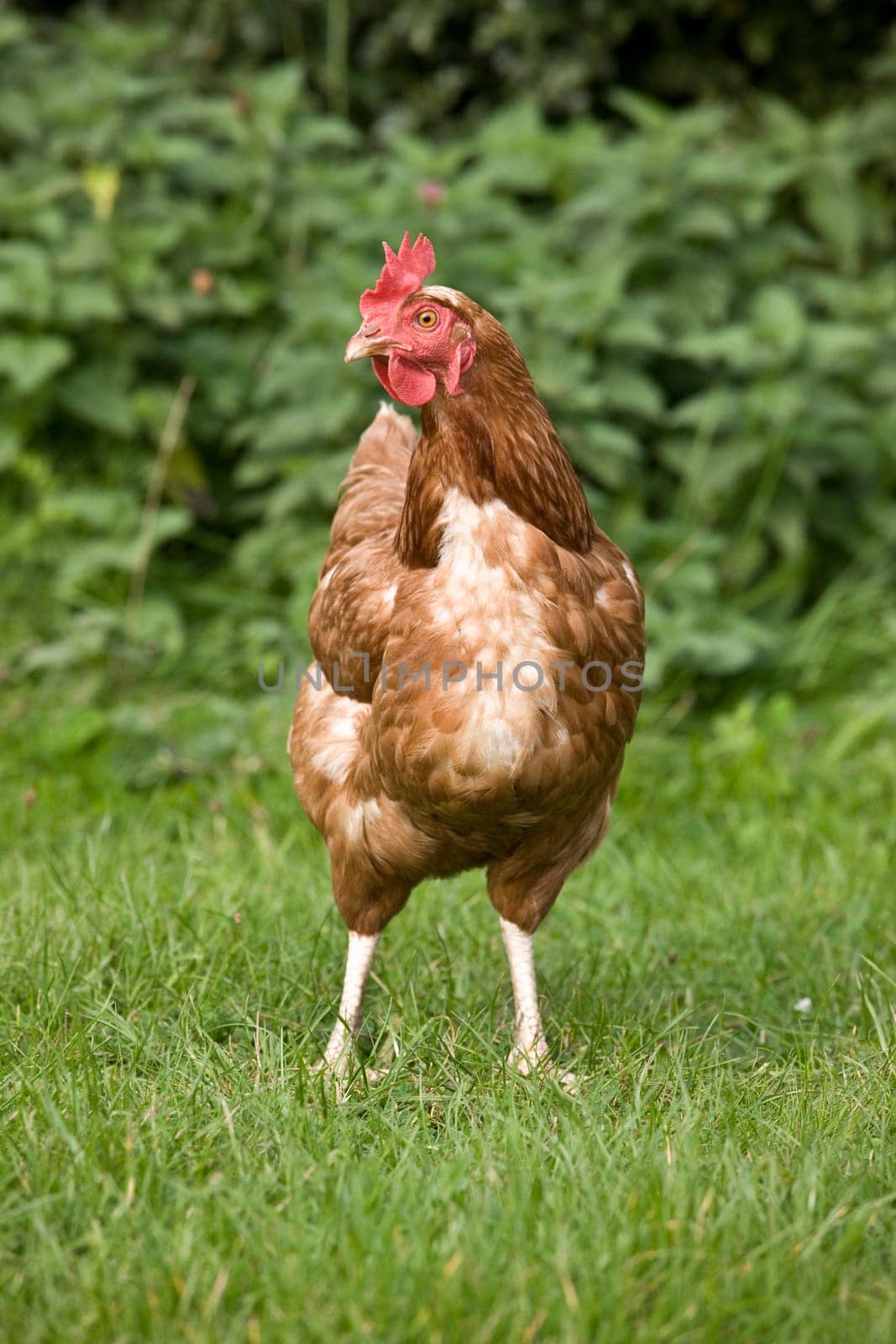 Rooster