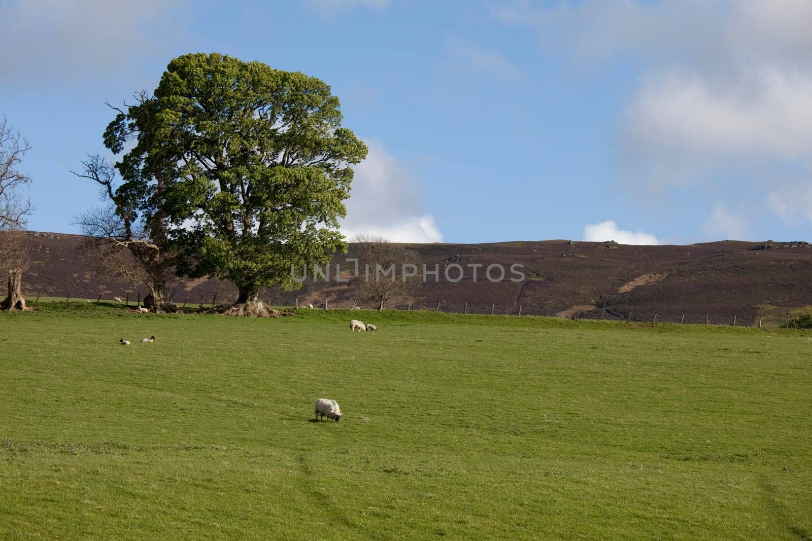 Sheep grazing in a field  Northumberland, England