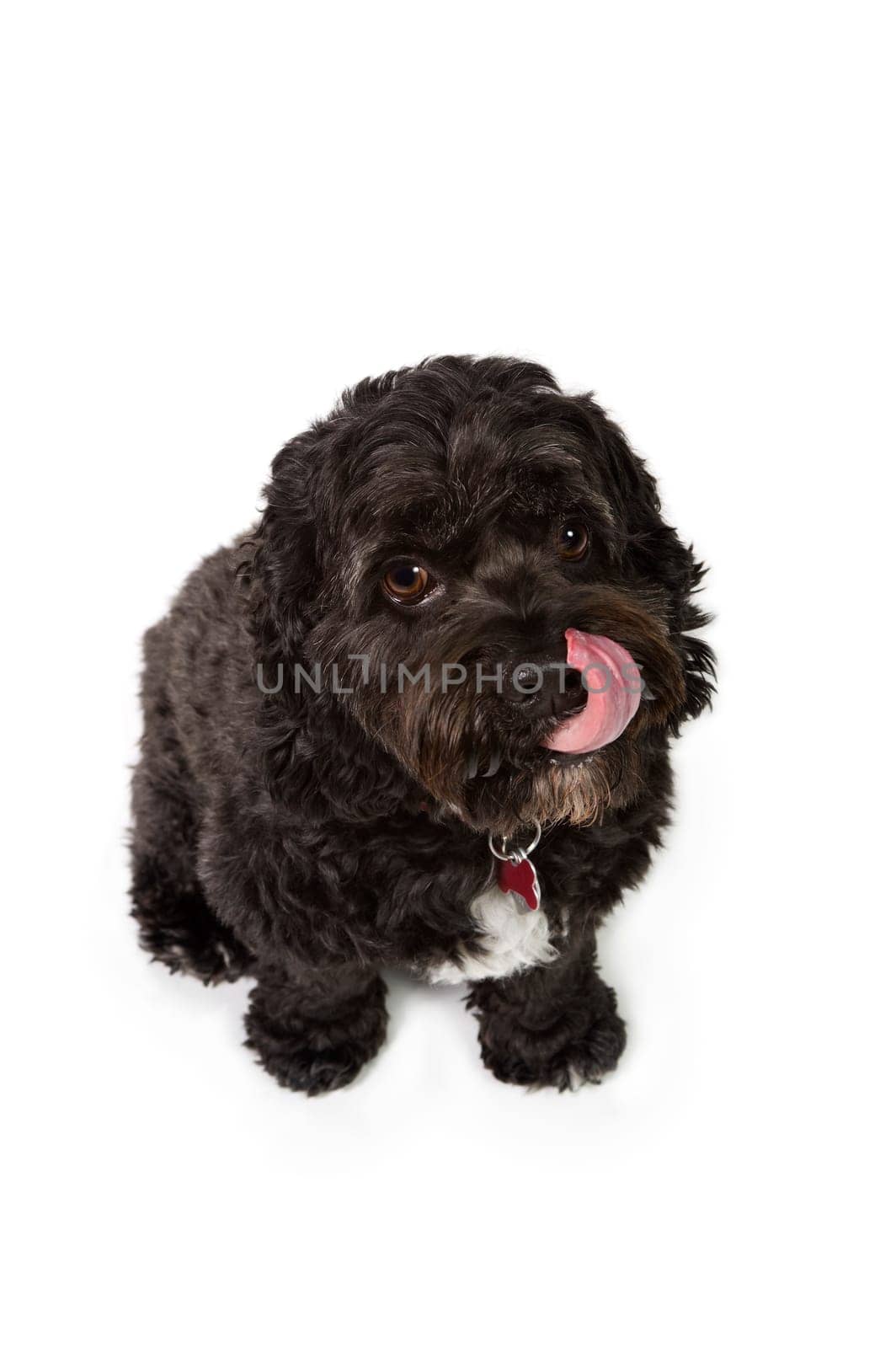 Black Bichon-Cocker Spaniel cross dog