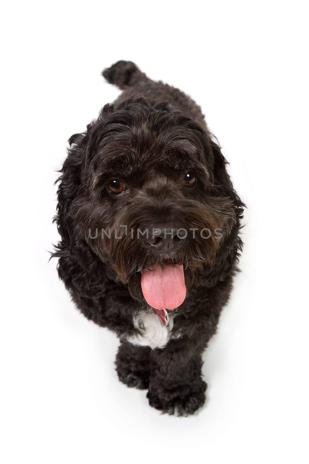 Black Bichon-Cocker Spaniel cross dog
