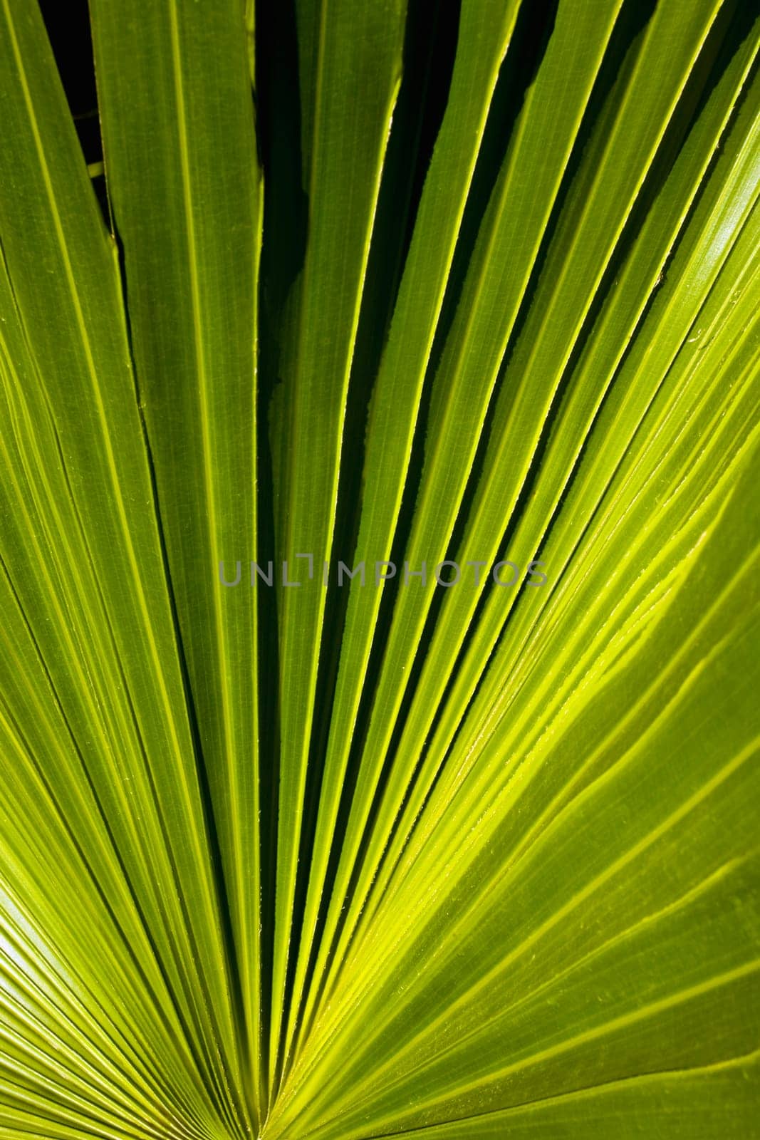 Palm fronds