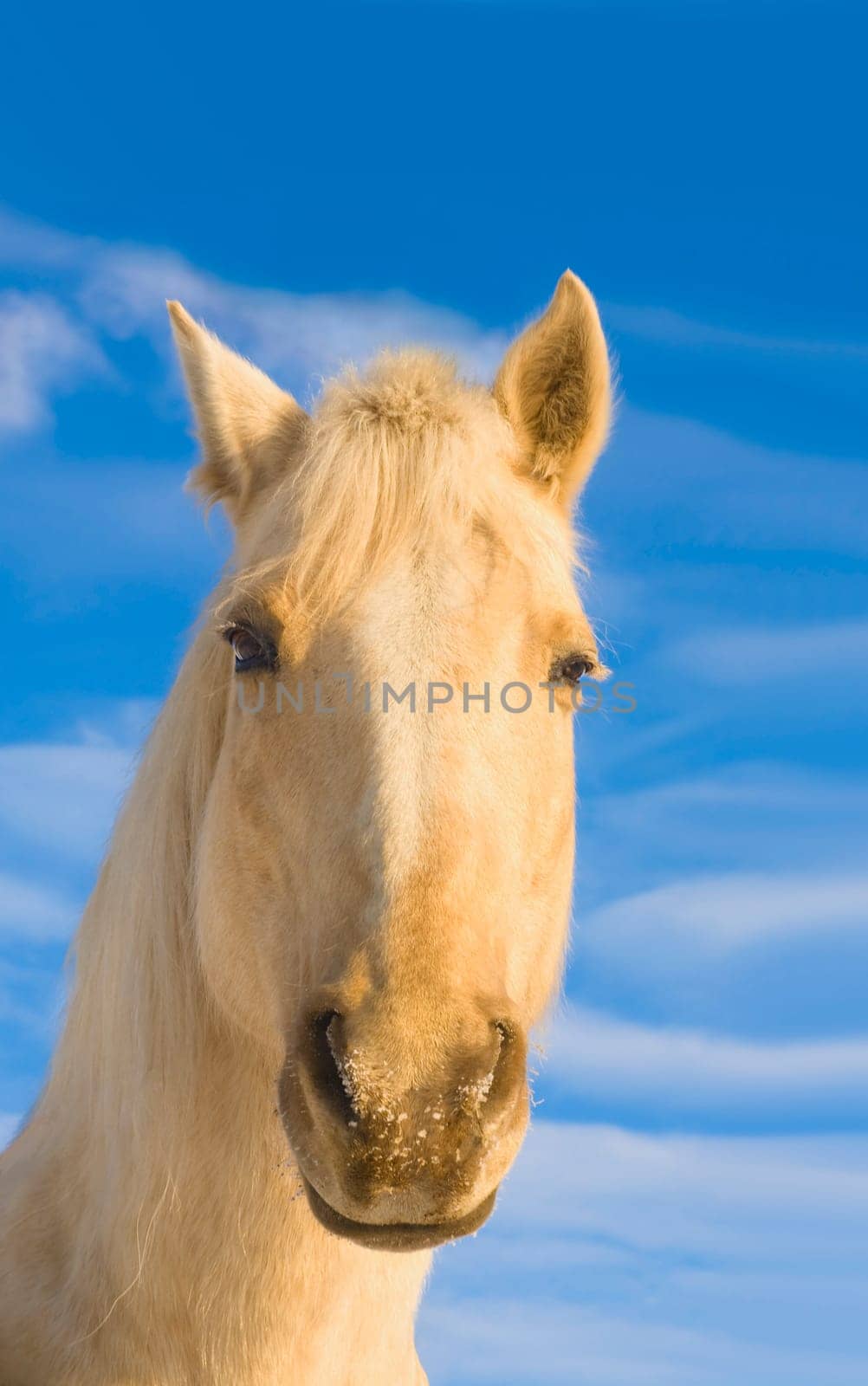 White horse  Minnesota, USA