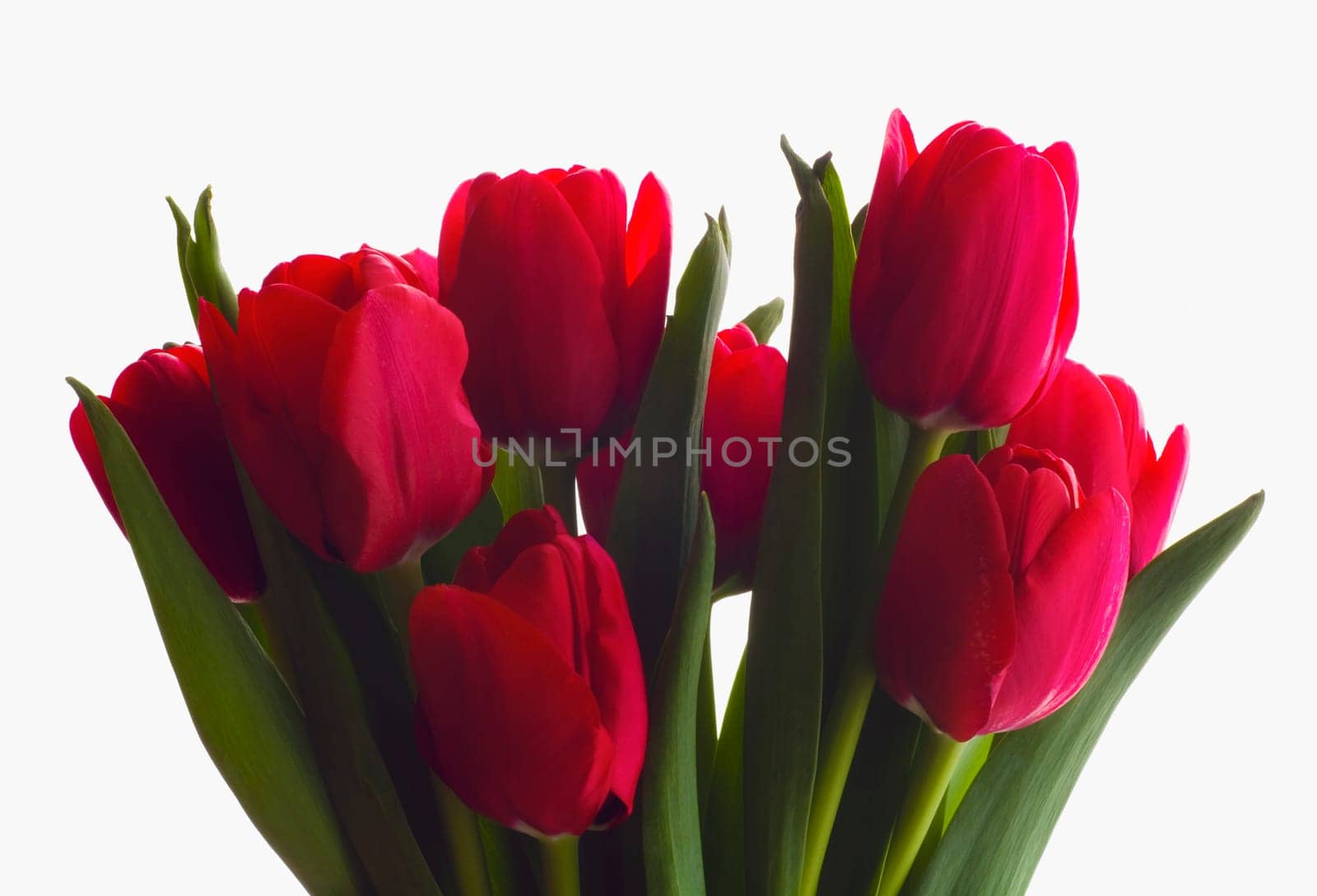 Bouquet of tulips