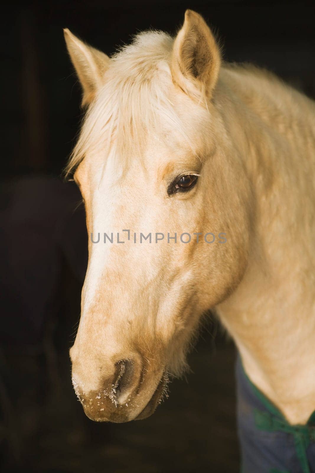 Horse portrait, Minnesota, USA