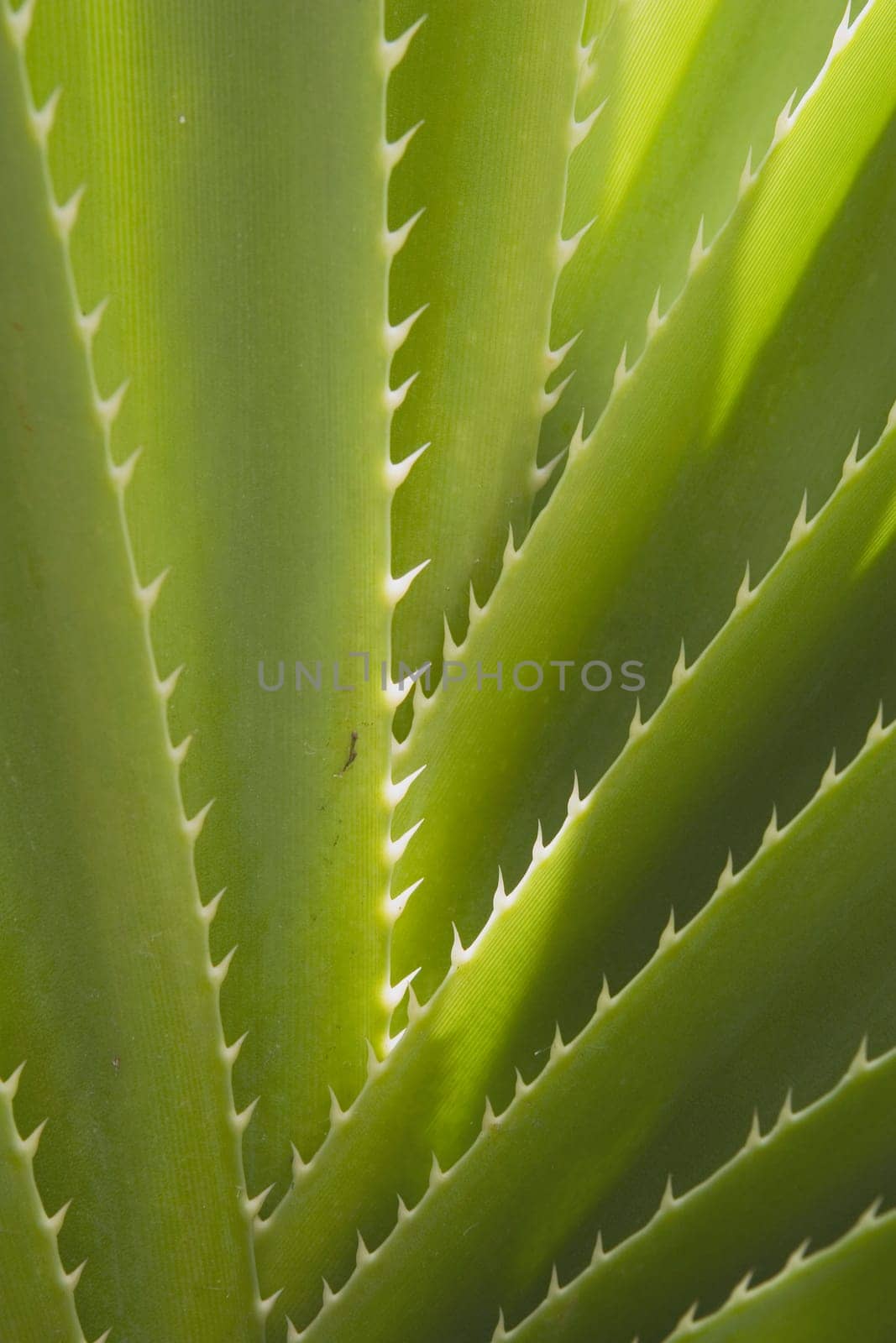 Close-up detail of spiked palm, Kauai, Hawaii, USA