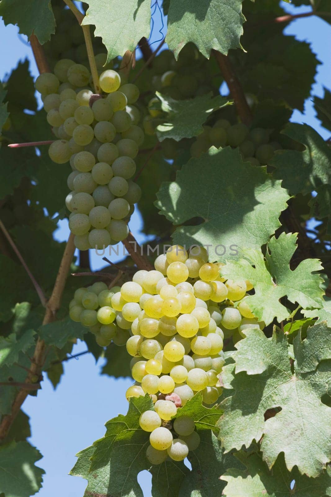 white grapes on the vine