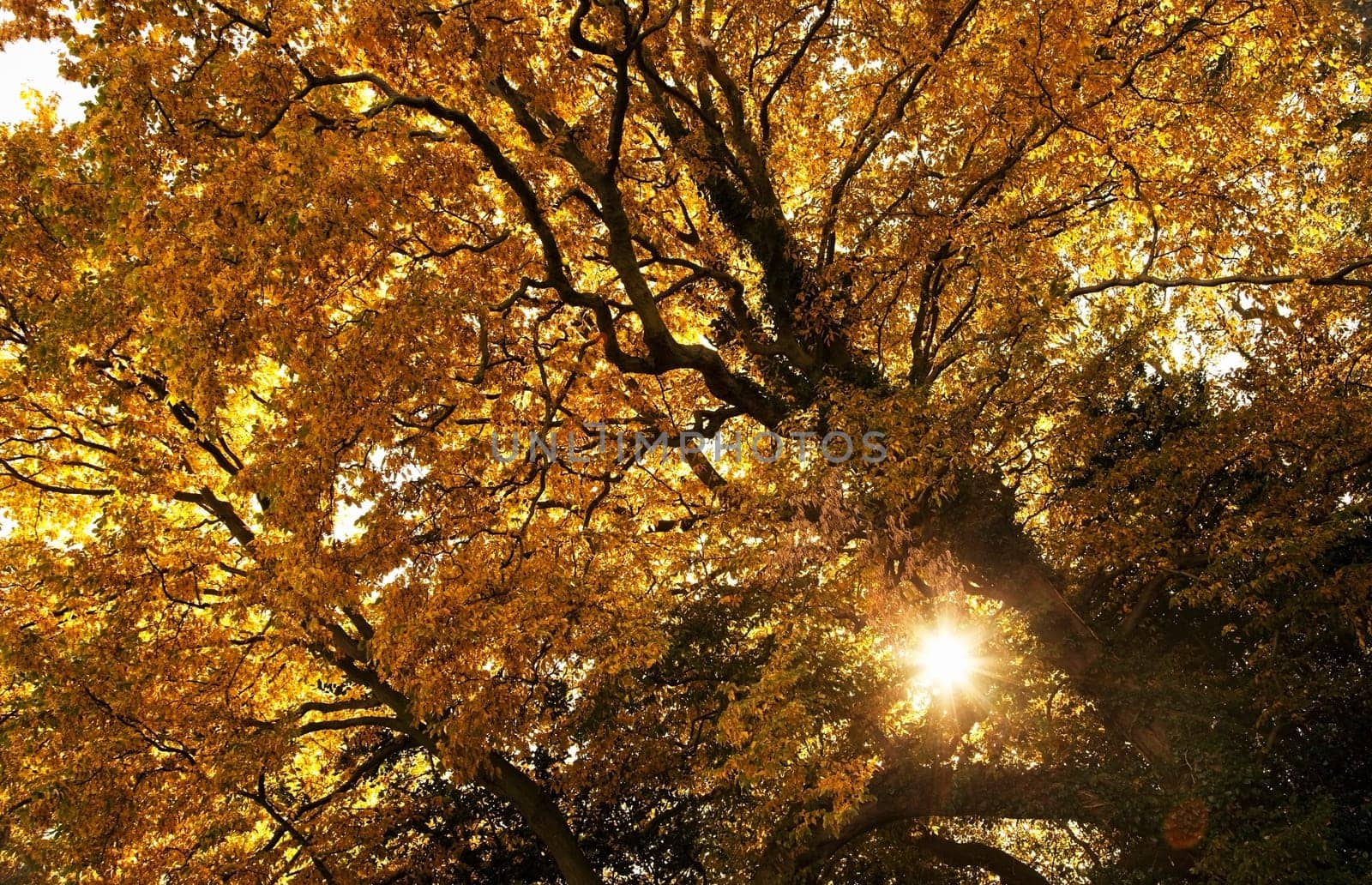 Sun shining through golden leaves on a tree