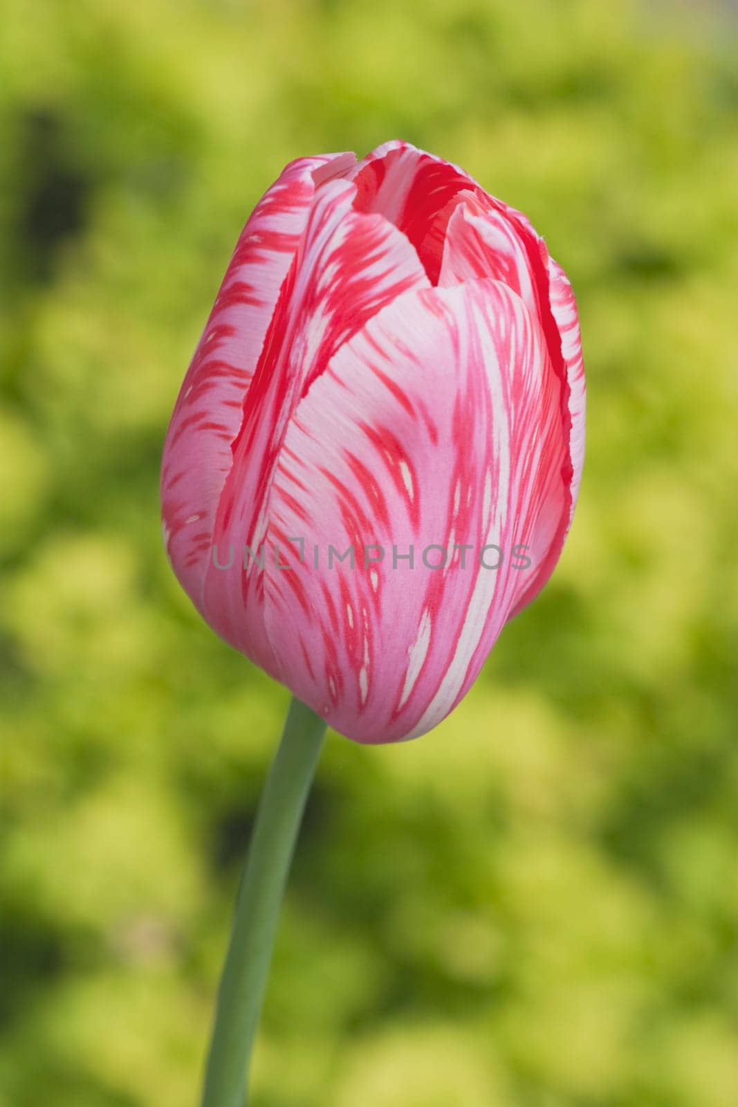 calgary, alberta, canada  tulip