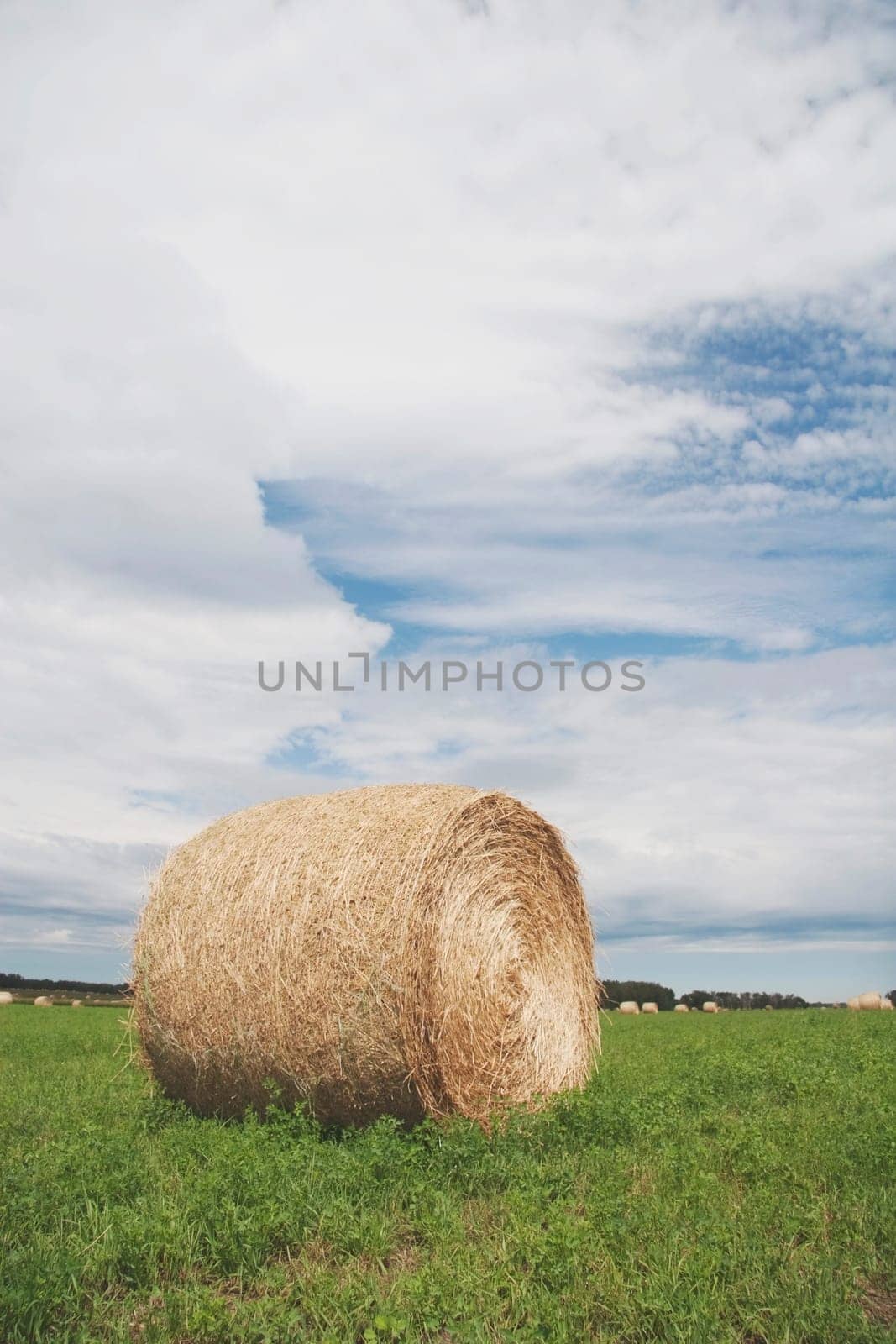 alberta, canada  a hay bale in a green field