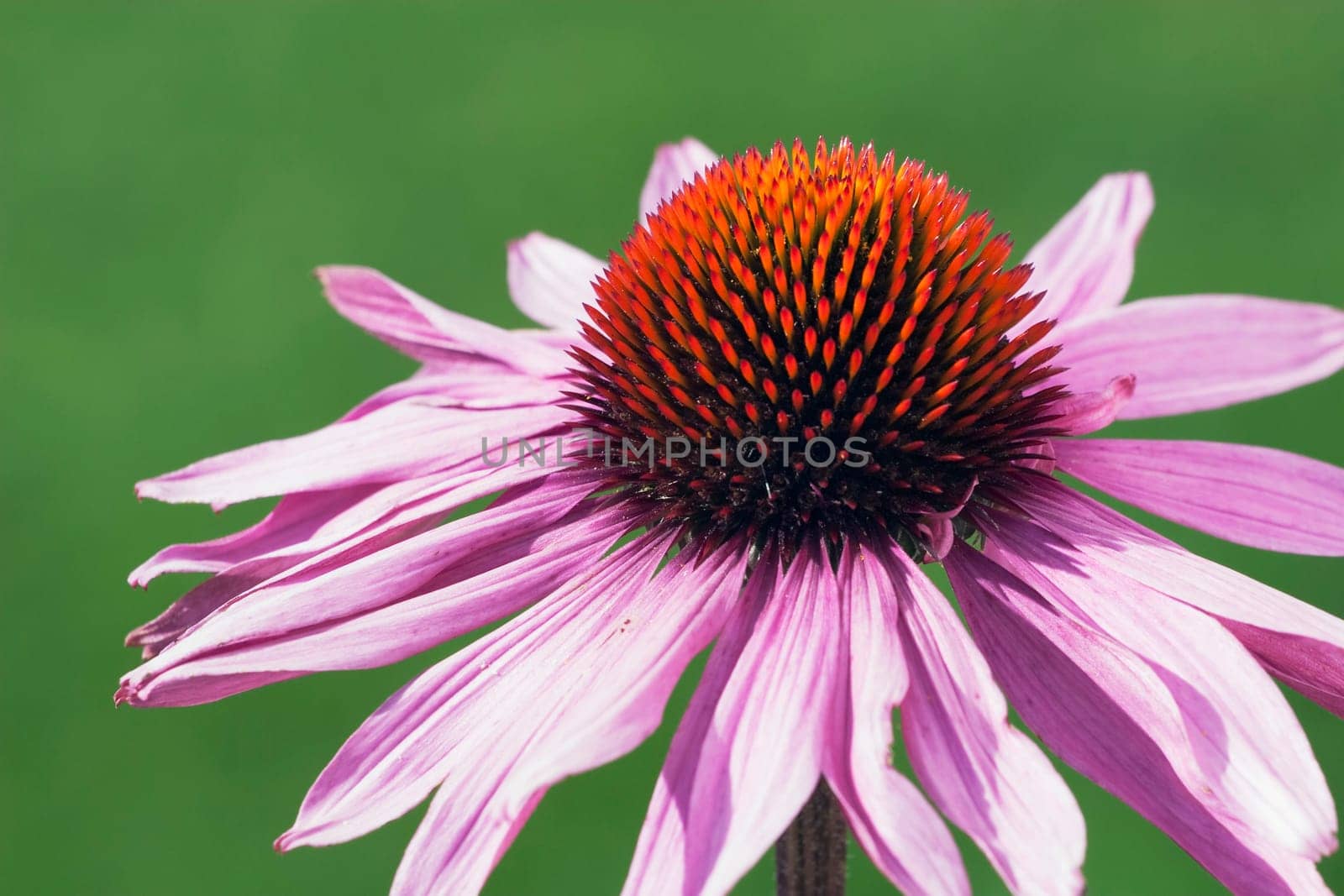echinacea flower (echinacea pallida)