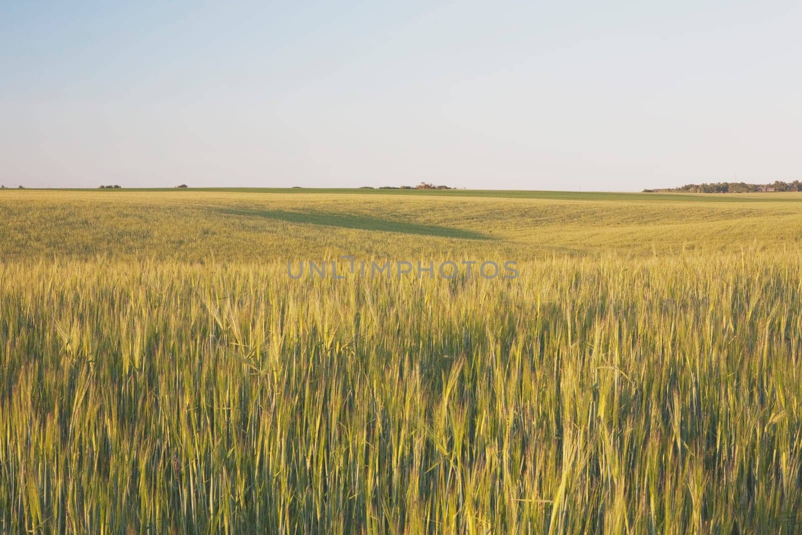 alberta, canada  grain field