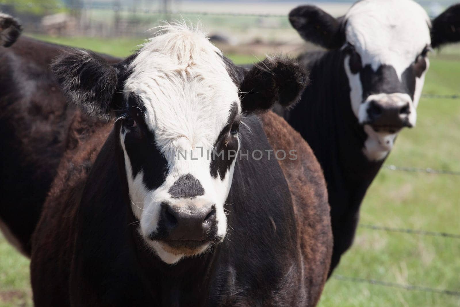 moseleigh, alberta, canada  cattle