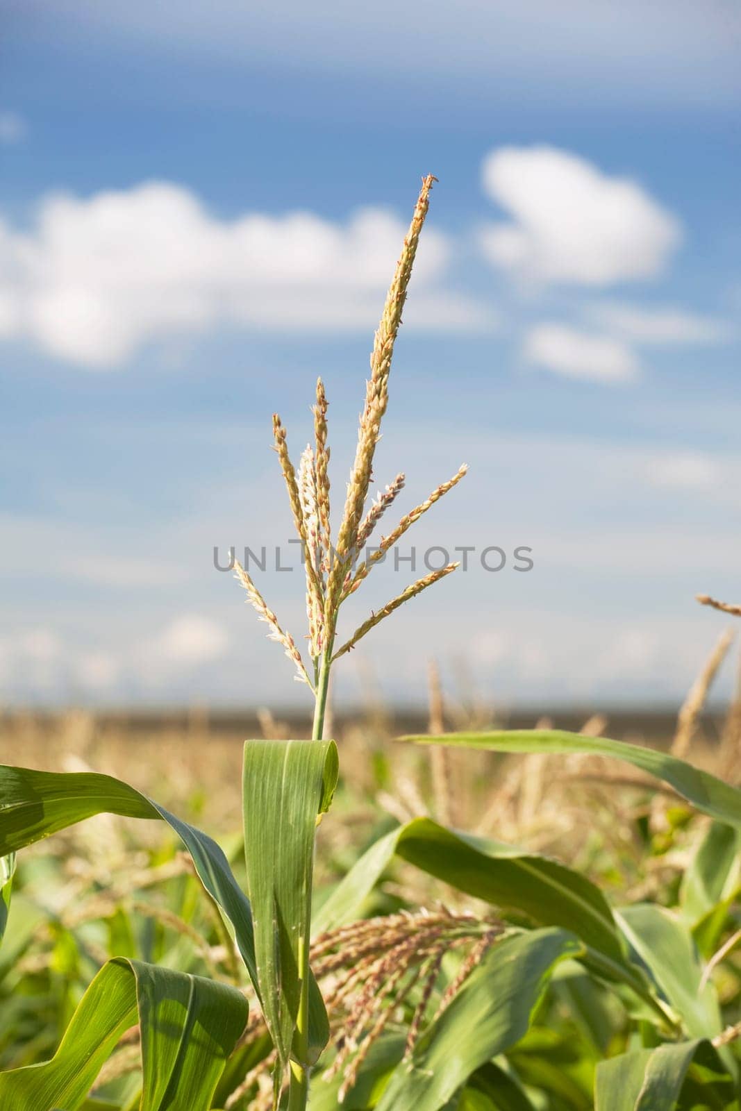 alberta, canada  top of a corn plant