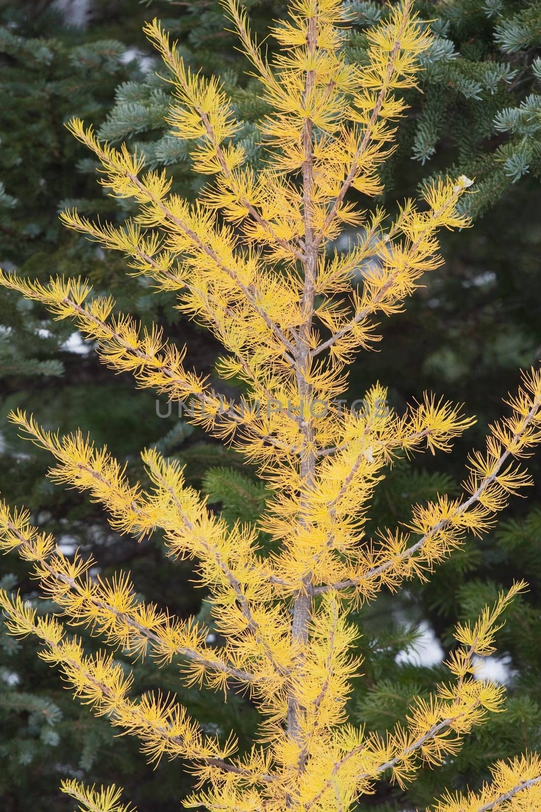 banff national park, alberta, canada  larch tree in autumn