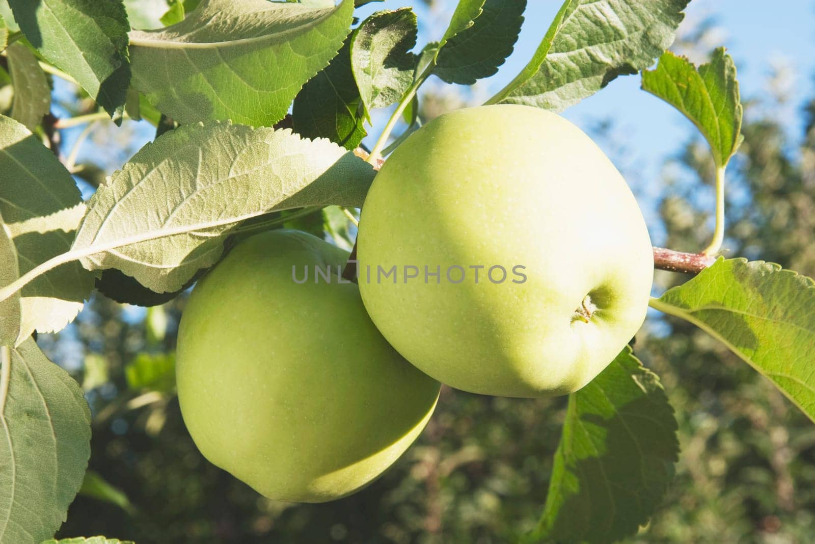 Apples on a tree