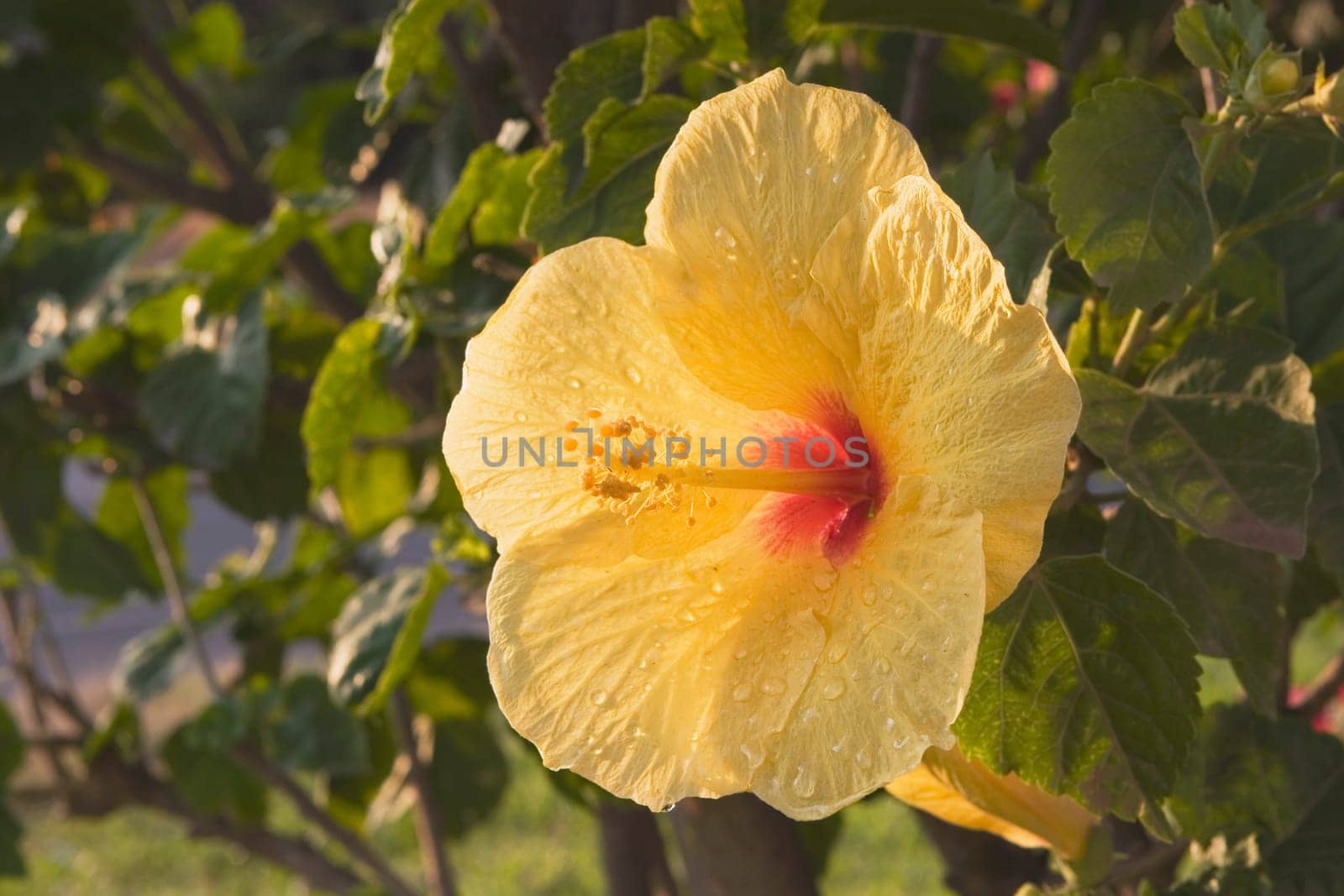 tropical flower, maui, hawaii, usa