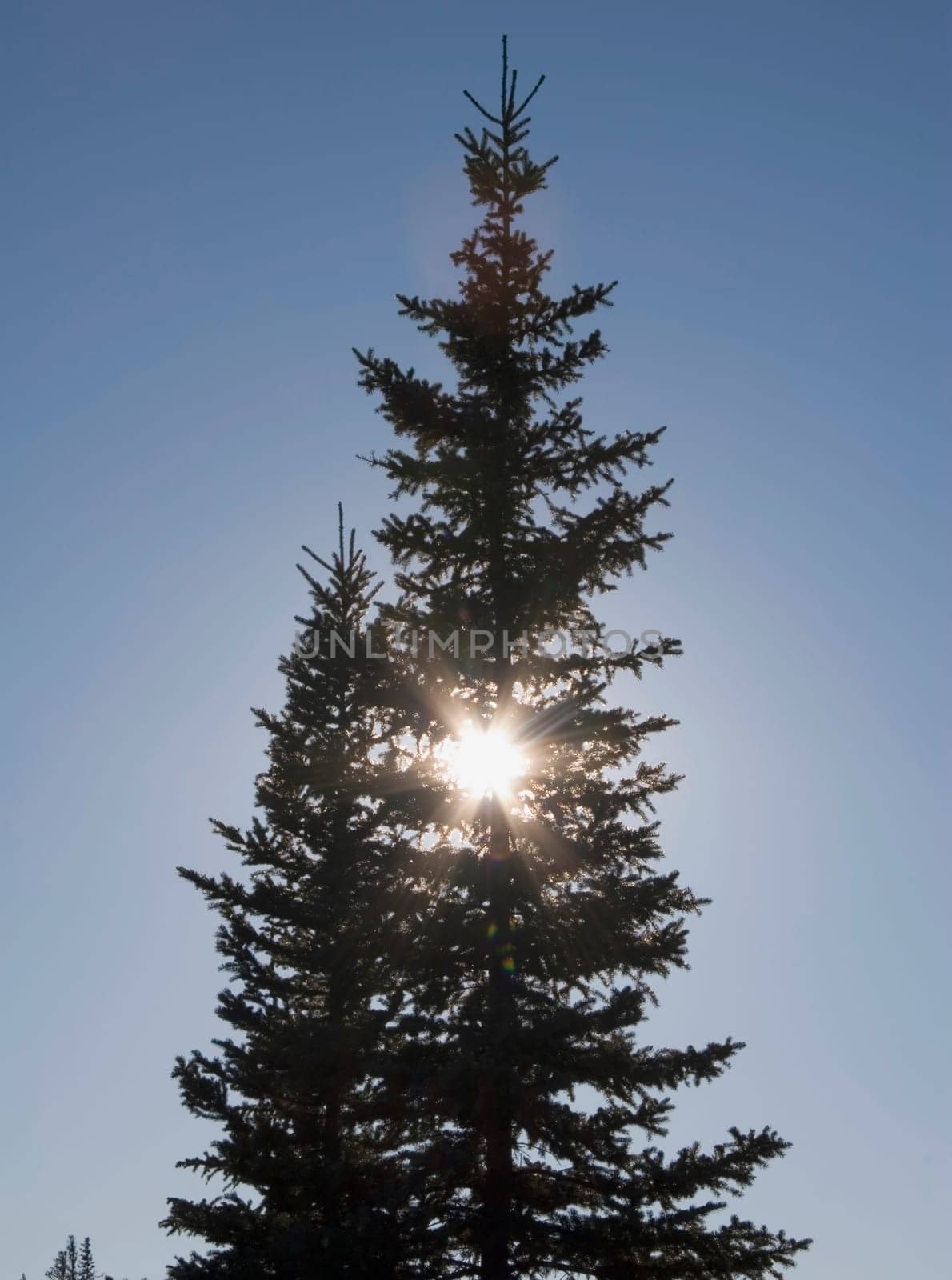 calgary, alberta, canada  silhouette of an evergreen tree and the sun