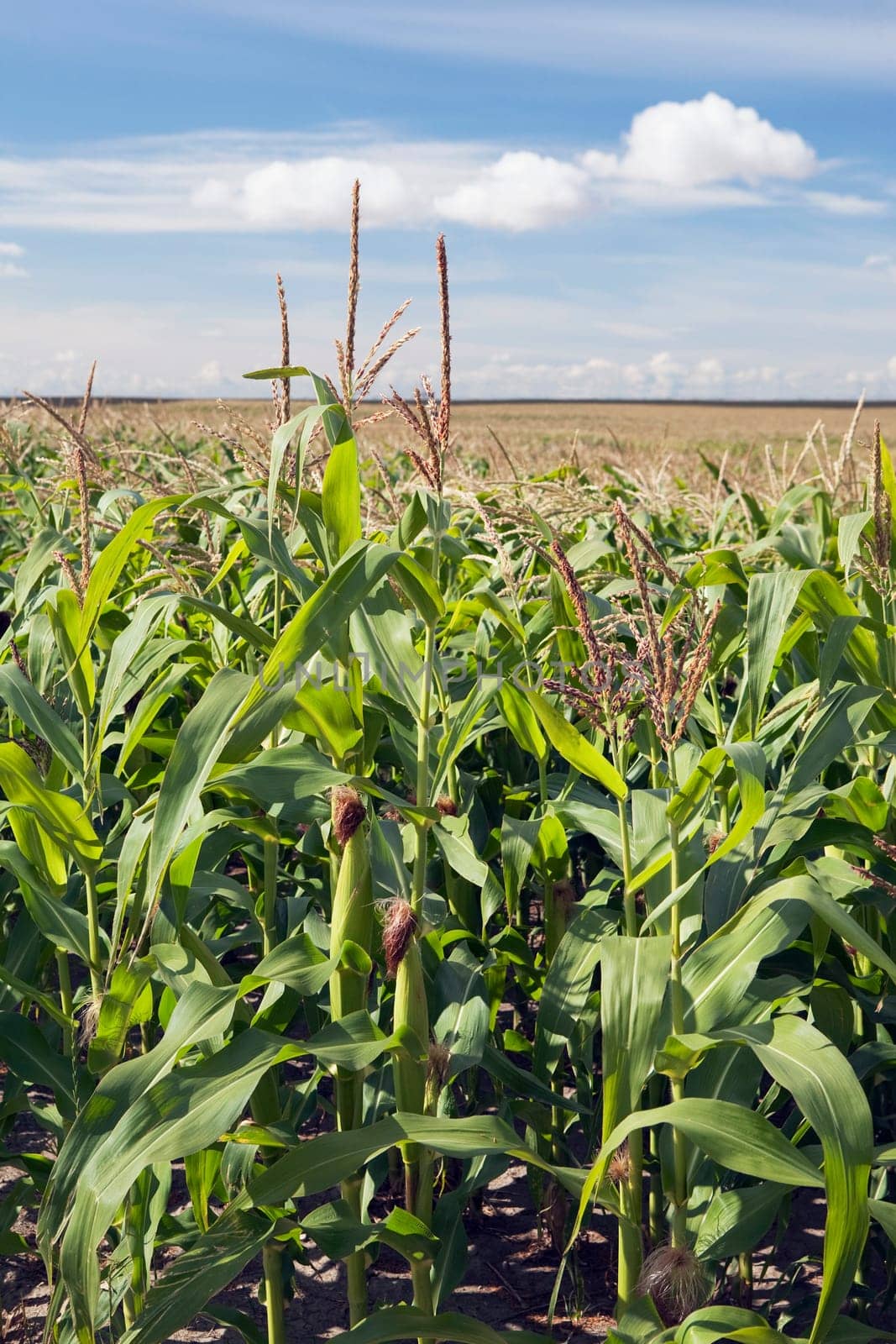 alberta, canada  corn plants with cobs