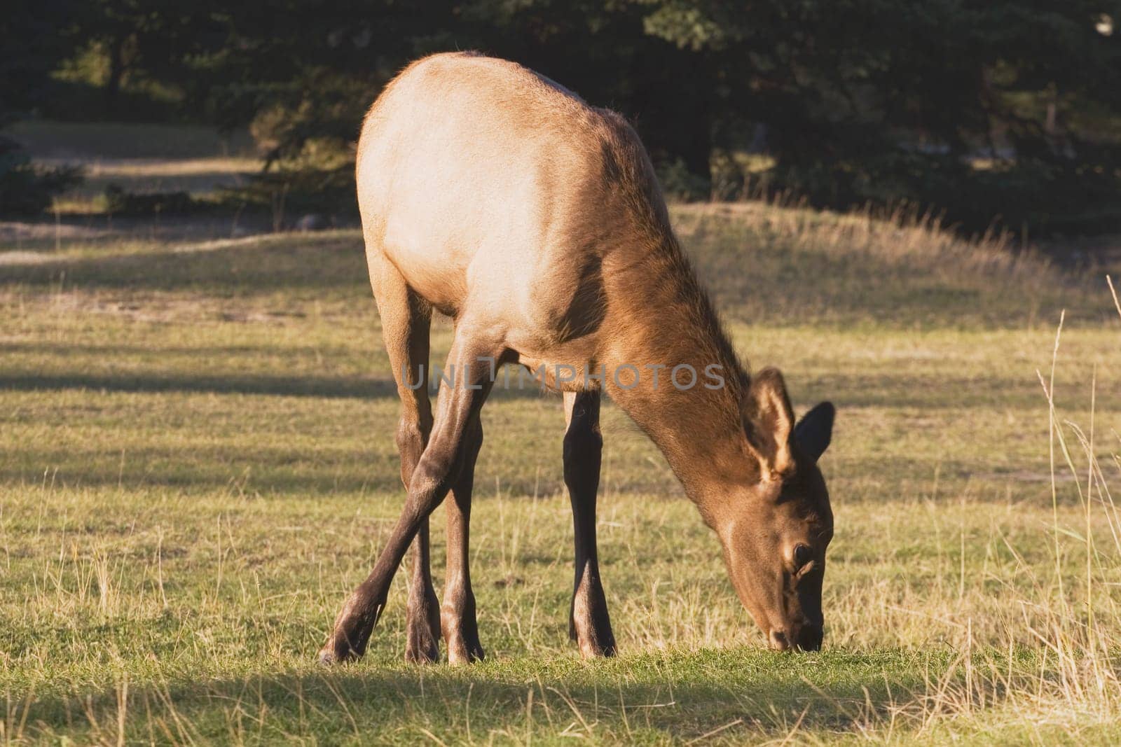 jasper national park, alberta, canada  elk (cervus canadensis) in a field