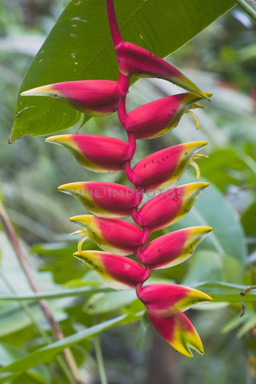 tropical flower, kauai, hawaii, usa