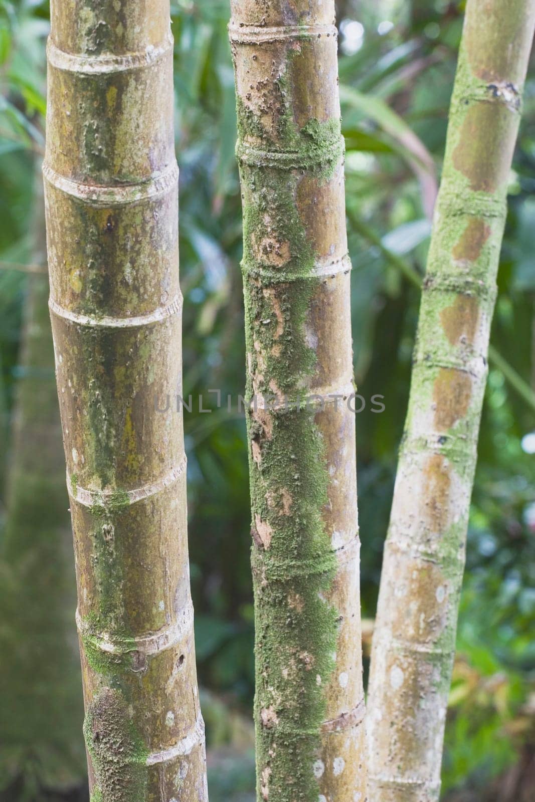 bamboo stocks