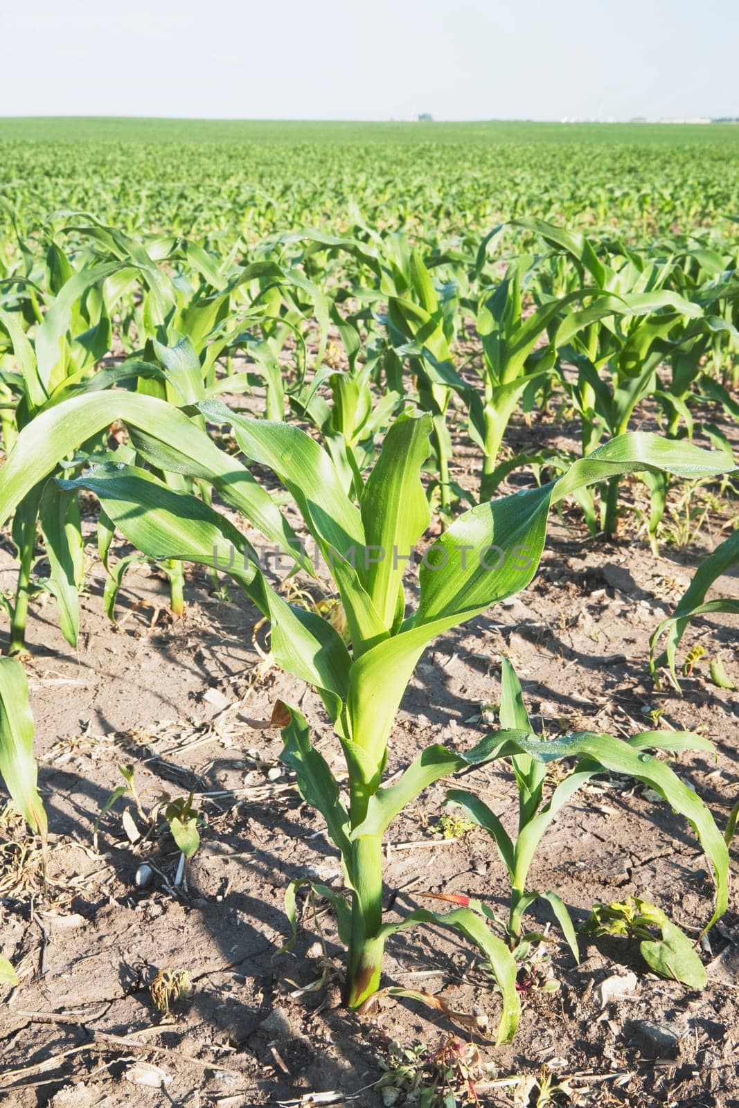 corn (zea mays), southern alberta, canada