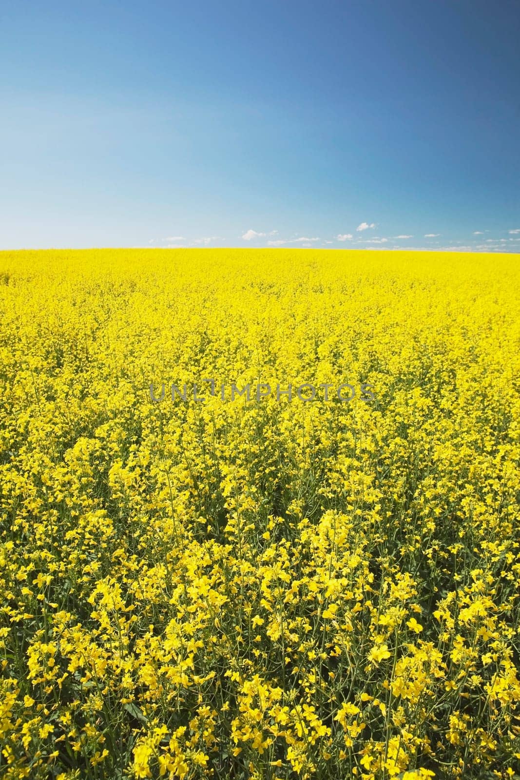 flowering canola, central alberta, canada
