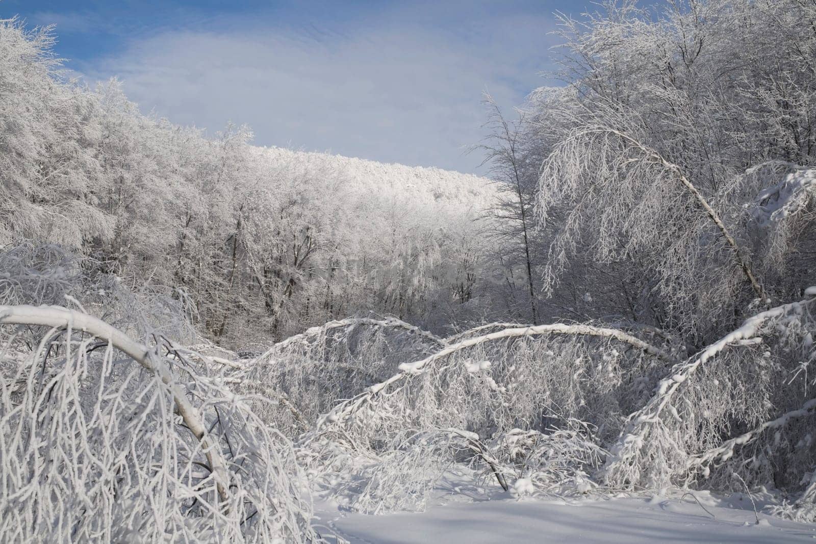 trees weighted down by snow