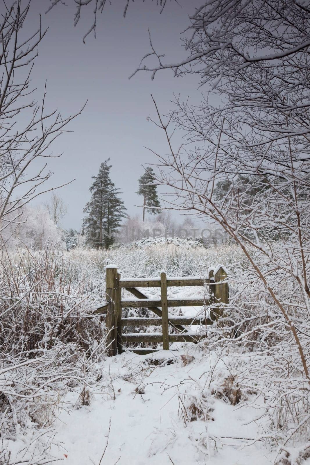 winter landscape with trees and a wooden fence