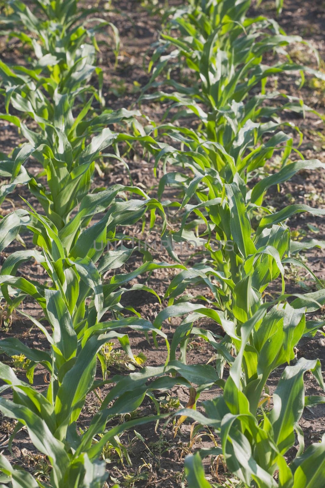 corn (zea mays), southern alberta, canada