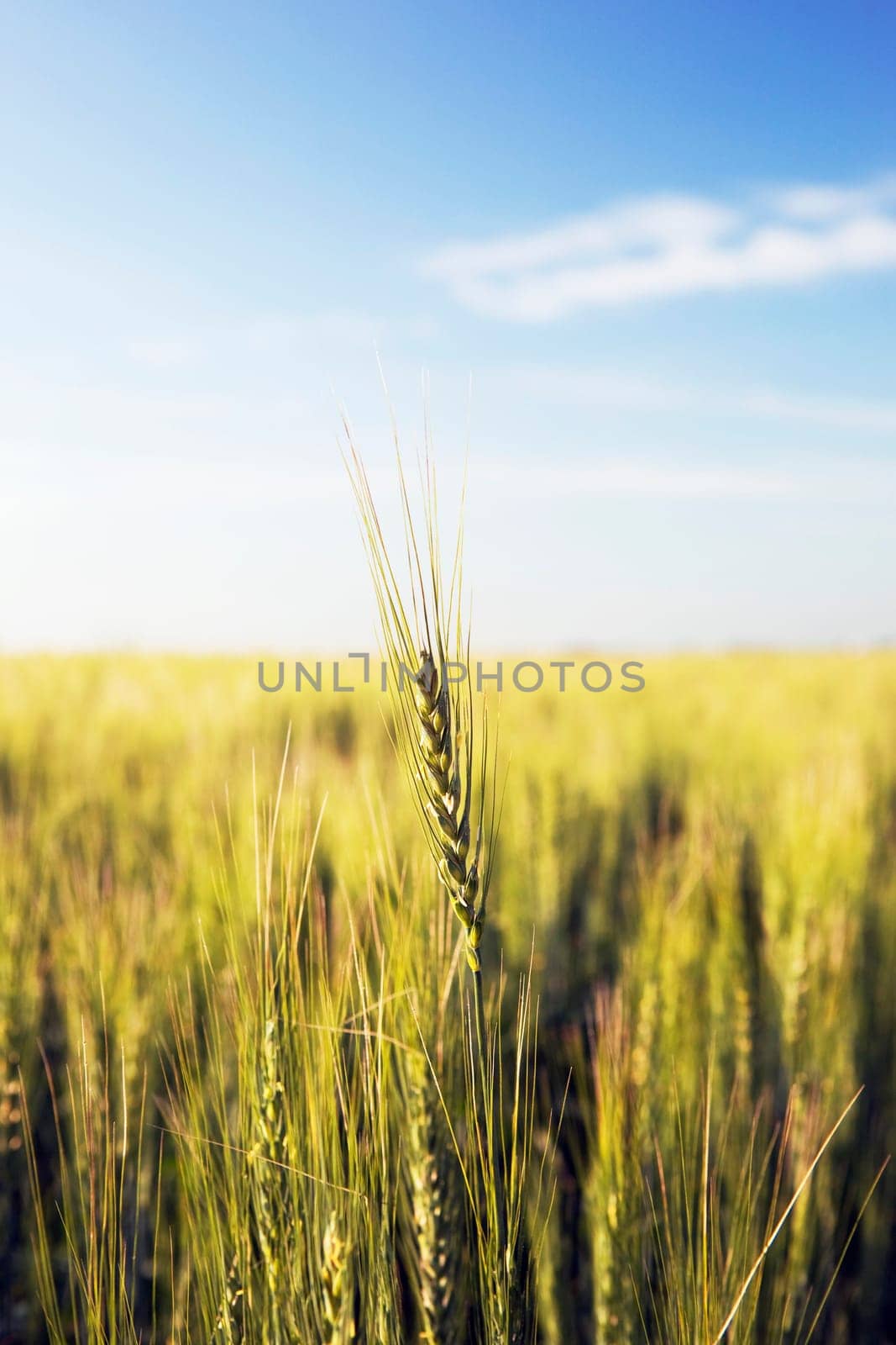 green wheat field, central alberta, canada
