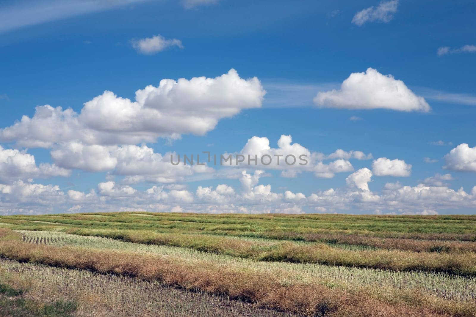alberta, canada cut canola field with a blue sky and clouds