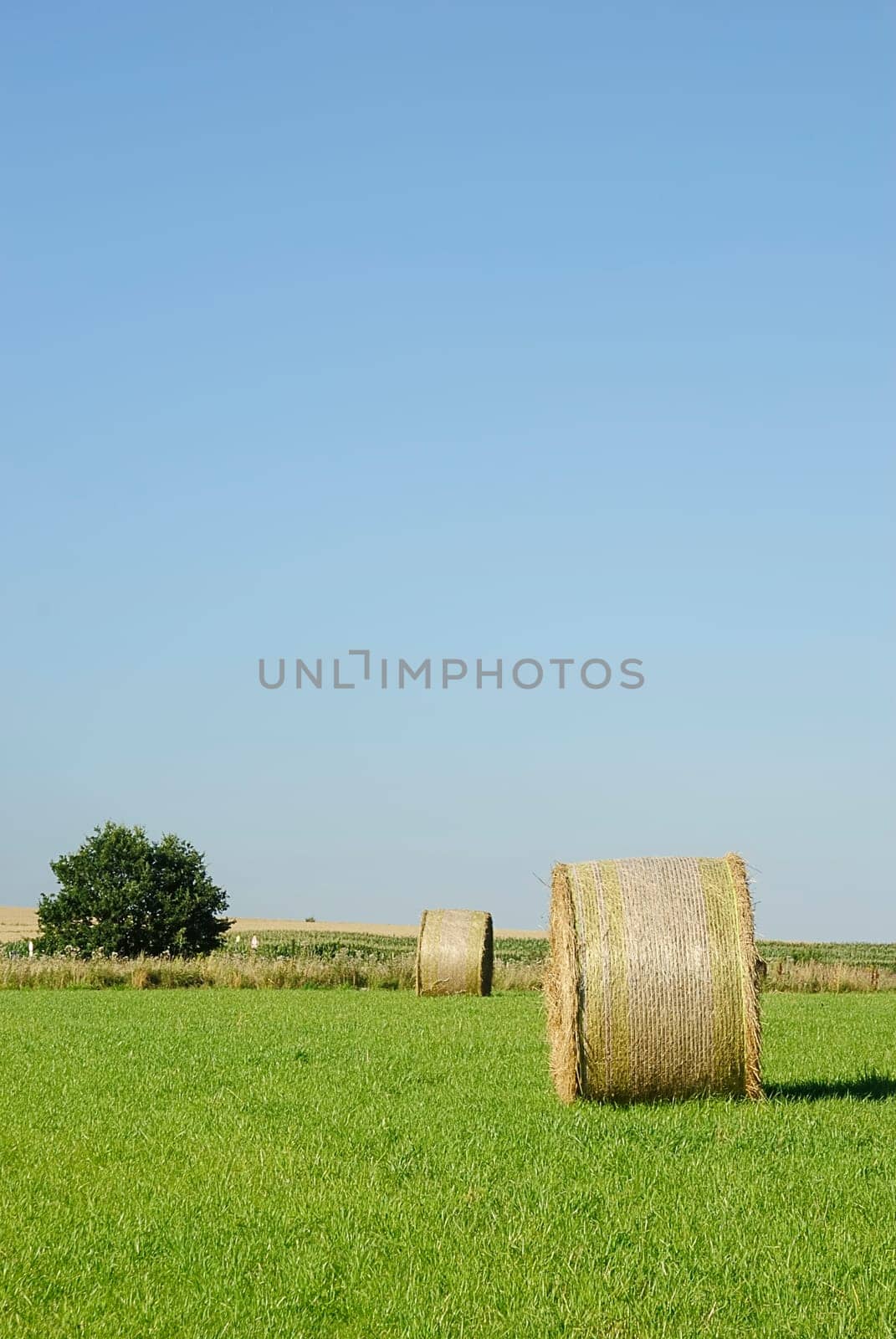 Harvest time 28
