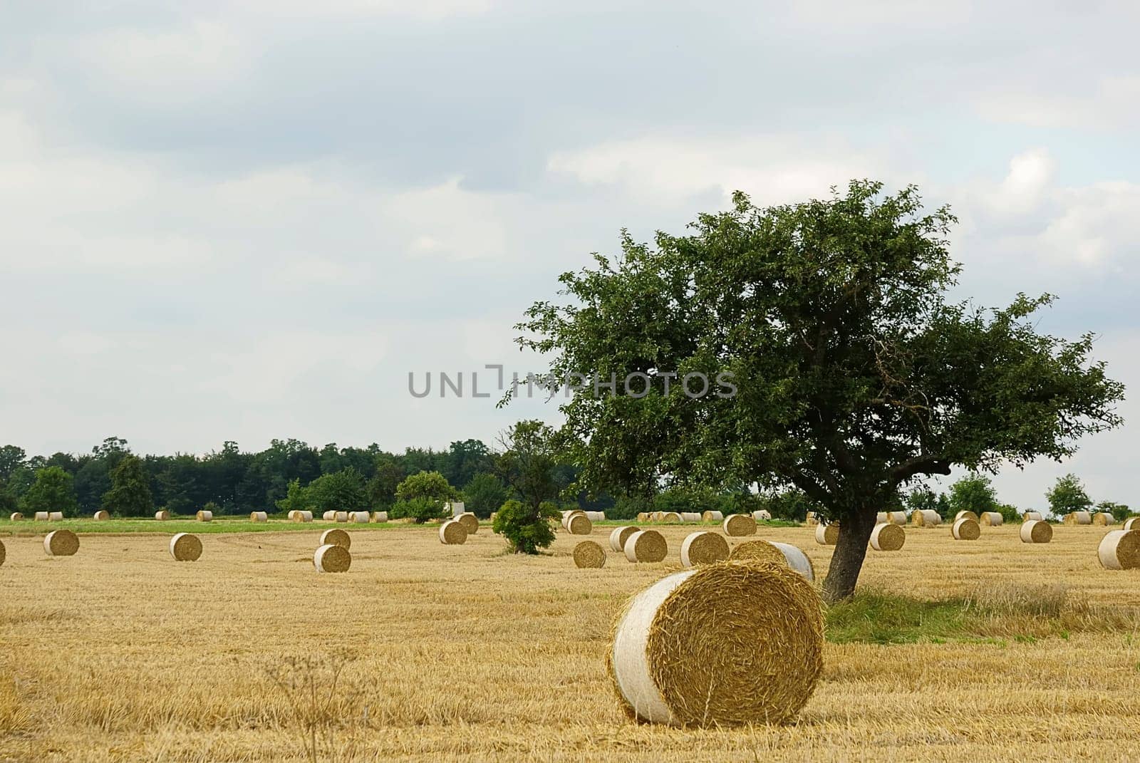 Harvest time 80
