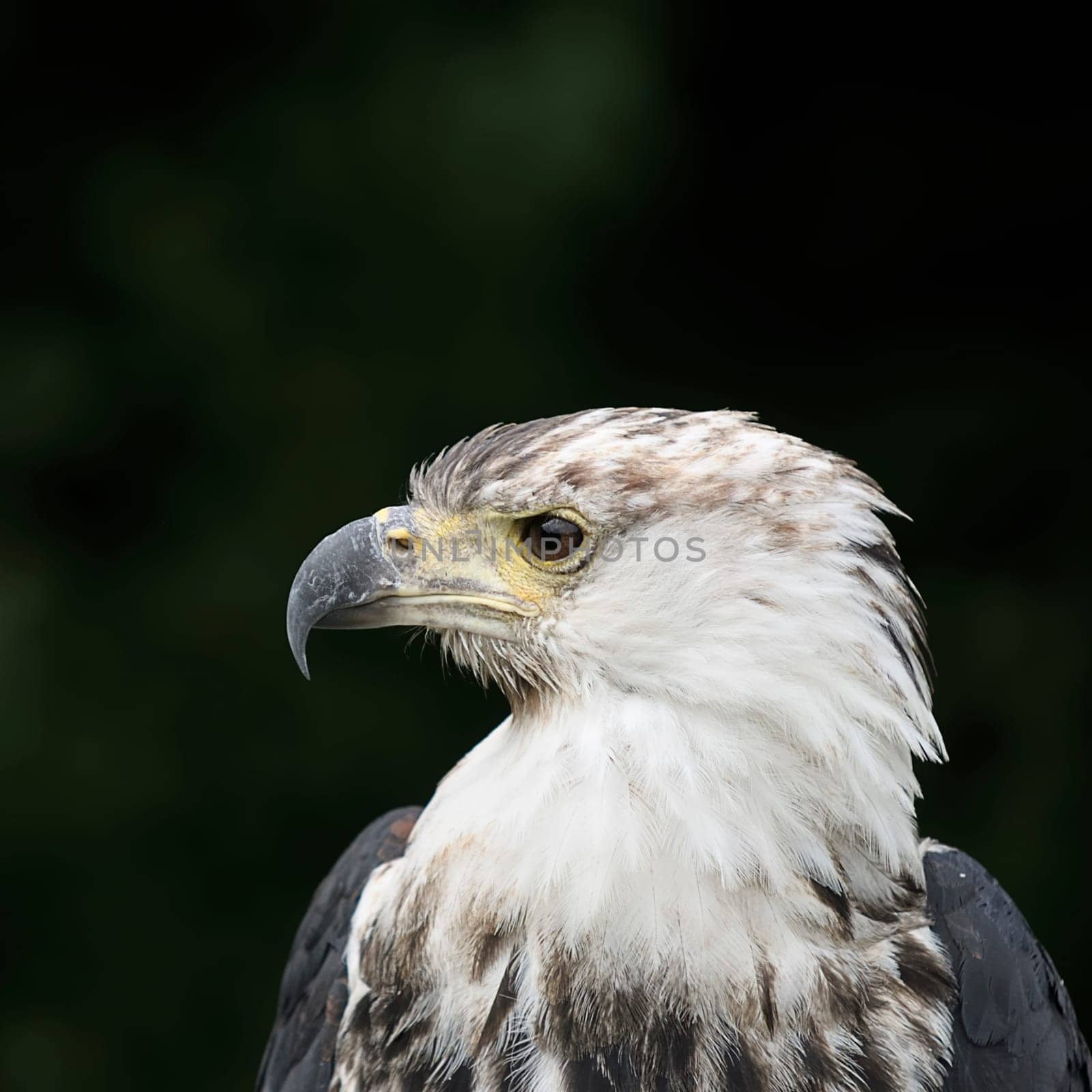 Haliaeetus leucocephalus
