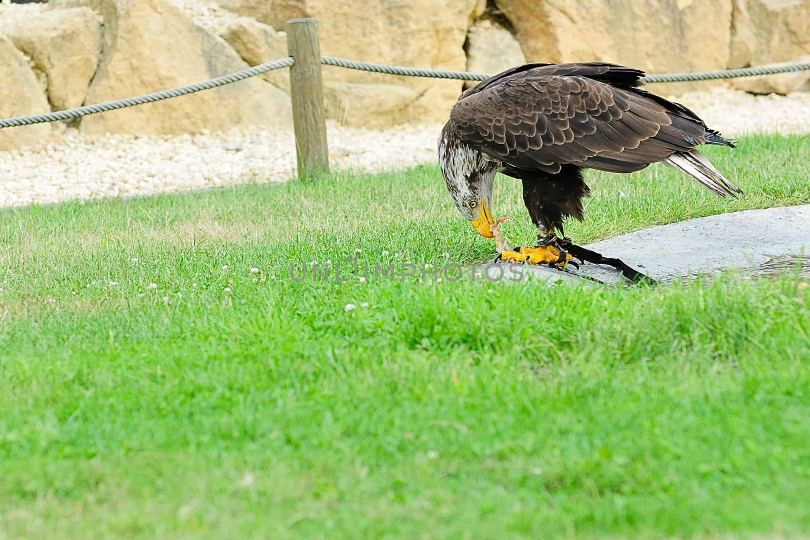 Eagle Prey 2